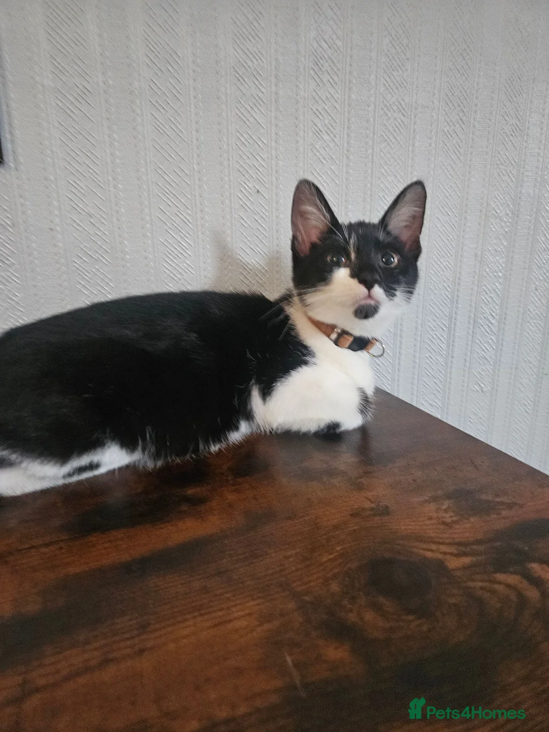 Mixed Breed cats for sale: Male cat 6 months - Advert 2