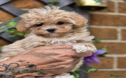 Maltipoo dogs for sale: Amazing TeddyBear Asian Korean Maltipoo puppies - Image 17