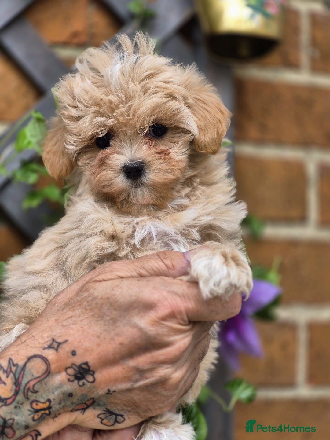 Maltipoo dogs for sale: Amazing TeddyBear Asian Korean Maltipoo puppies - Image 17