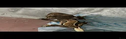 Gecko reptiles for sale: Crested gecko in South Ockendon - Advert 11