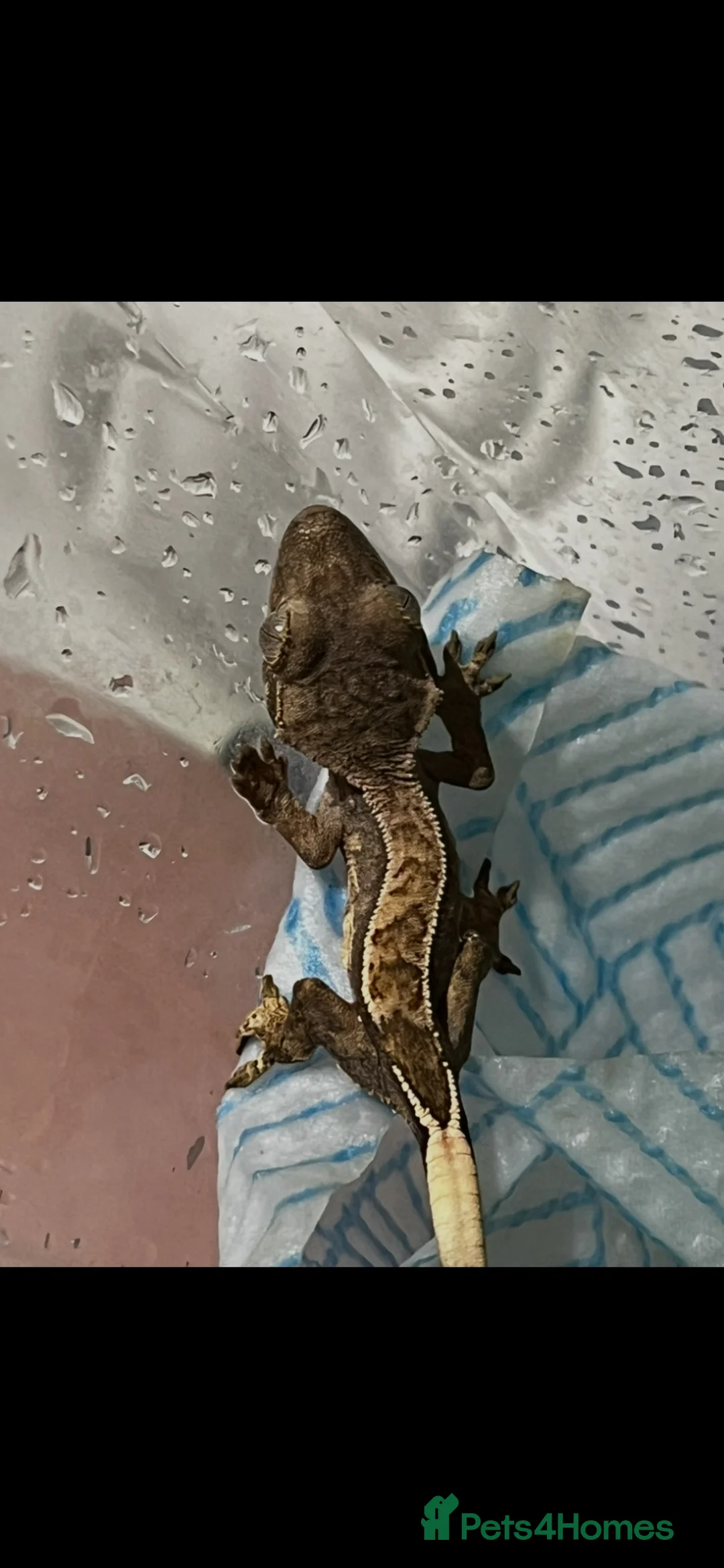 Gecko reptiles for sale: Crested gecko in South Ockendon - Advert 11