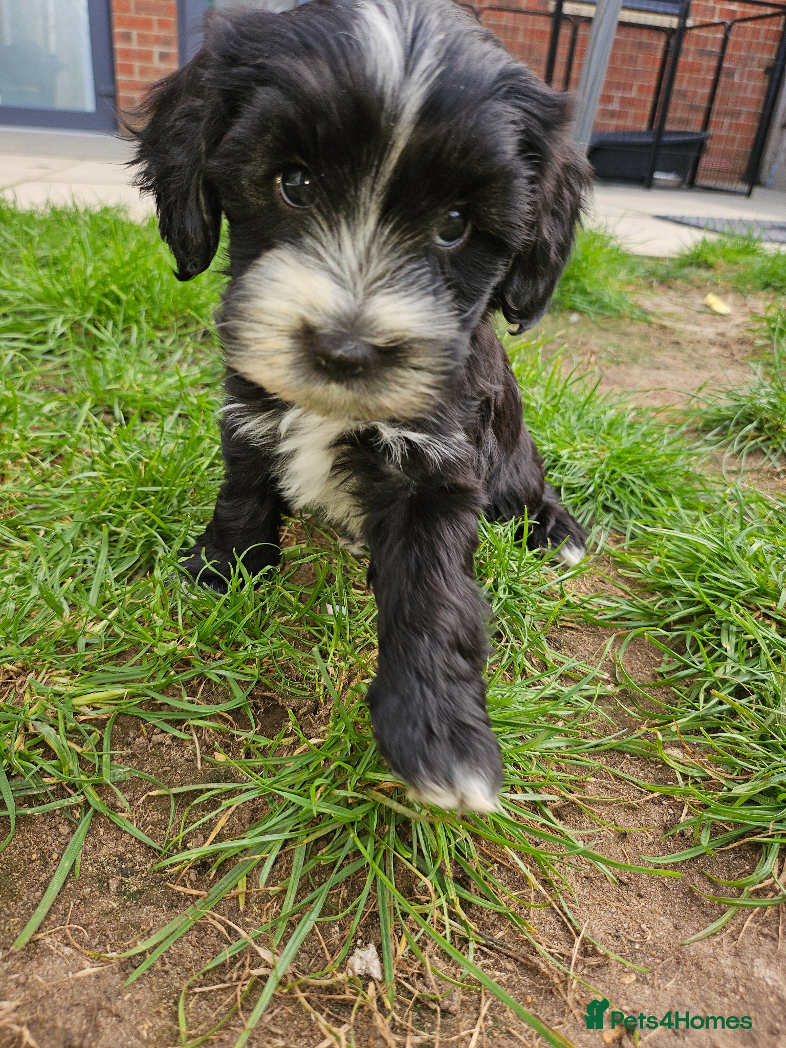 Cockapoo dogs 7 beautiful little cockerpoo puppies 🐶🐶 - Advert 2