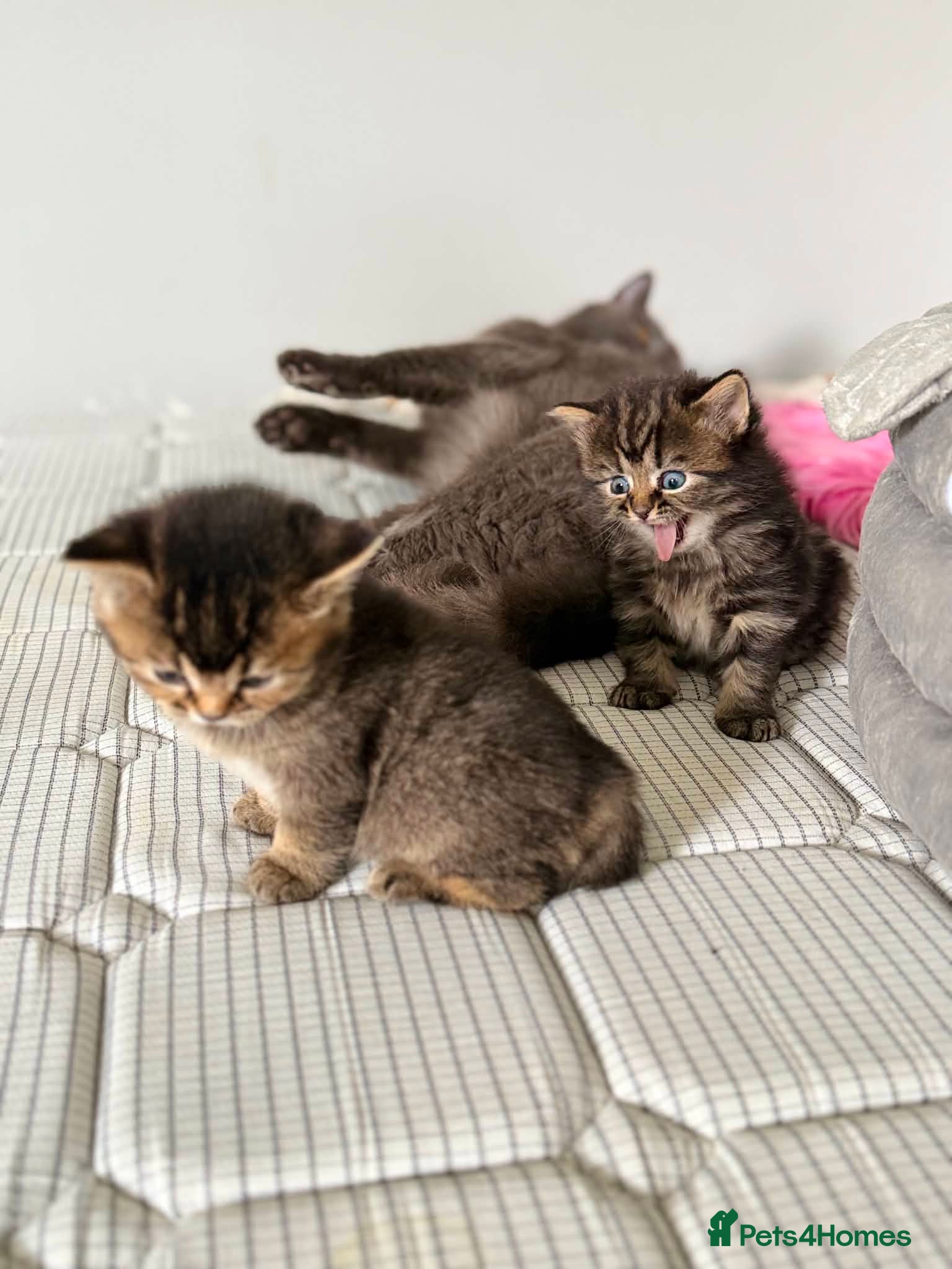 Mixed Breed cats for sale: 3 Little kittens  in Basildon - Advert 9