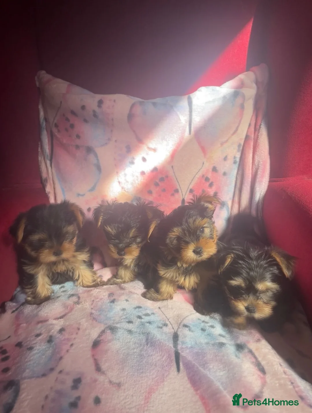 Yorkshire Terrier dogs for sale: 4 Beautiful Yorkshire Terrier Puppies  - Advert 1