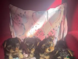 Yorkshire Terrier dogs 4 Beautiful Yorkshire Terrier Puppies - Advert 2