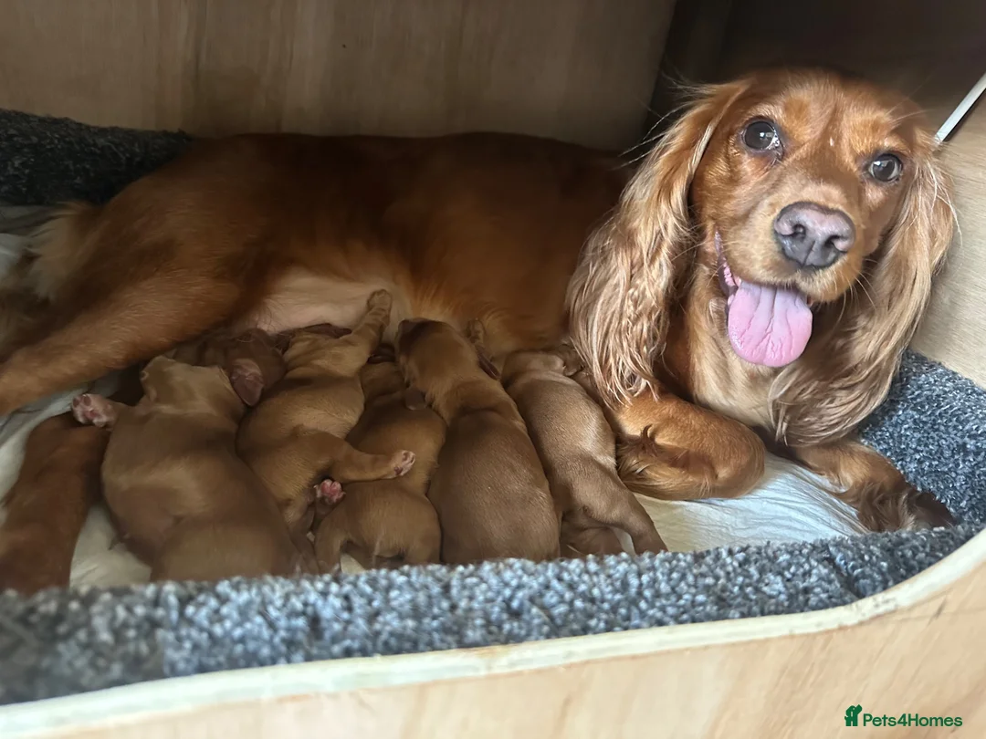 Cocker Spaniel dogs for sale: Golden KC registered cocker spaniel puppies - Advert 10