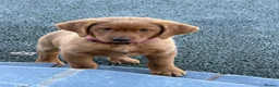 Labrador Retriever dogs for sale: Stunning fox Red Labrador pup - Advert 3