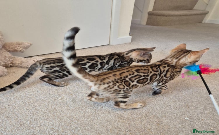 Bengal cats - Advert 2