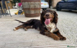 Cocker Spaniel dogs for sale: Cocker spaniel puppies ready to go now MERLE - Image 19