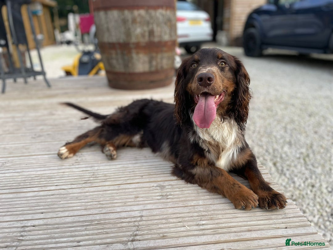 Cocker Spaniel dogs for sale: Cocker spaniel puppies ready to go now MERLE - Image 19