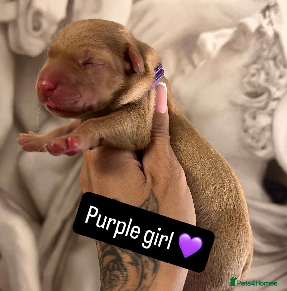 Labrador Retriever dogs for sale: Follow your pups journey from birth ❤️ - Advert 7