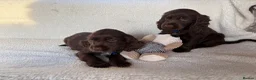 Cocker Spaniel dogs for sale: Show type cocker spaniels in Ipswich - Advert 19