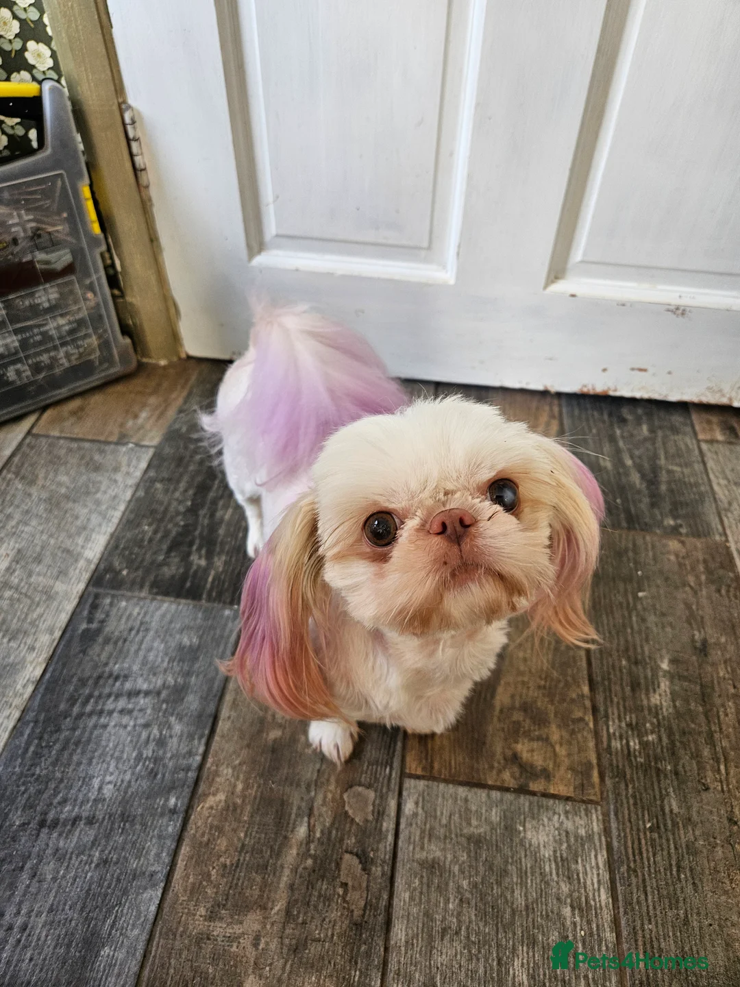 Shih Tzu dogs for sale: Stunning imperial girl - Advert 6