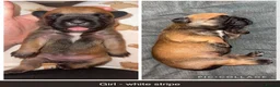 Mixed Breed dogs for sale: Beautiful DDB x Frenchie puppies  in Barnsley - Advert 3