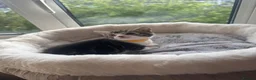 Mixed Breed cats for sale: Gorgeous kittens looking for forever home  - Advert 15