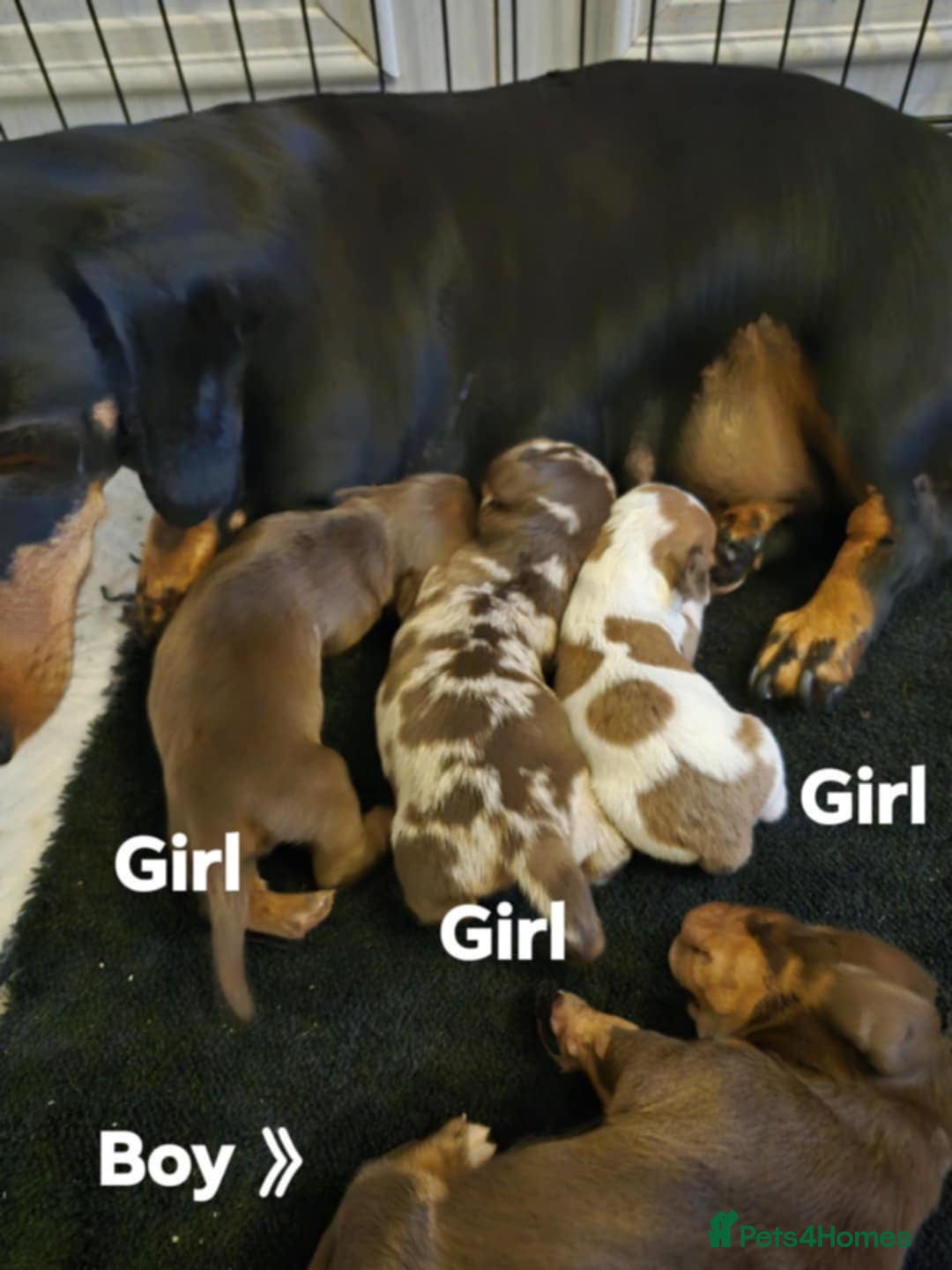Miniature Dachshund dogs for sale: Beautiful miniature dashound puppies - Image 3