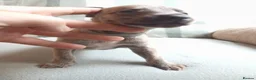 Whippet dogs for sale: Exceptional litter of KC whippets  in Shrewsbury - Advert 23