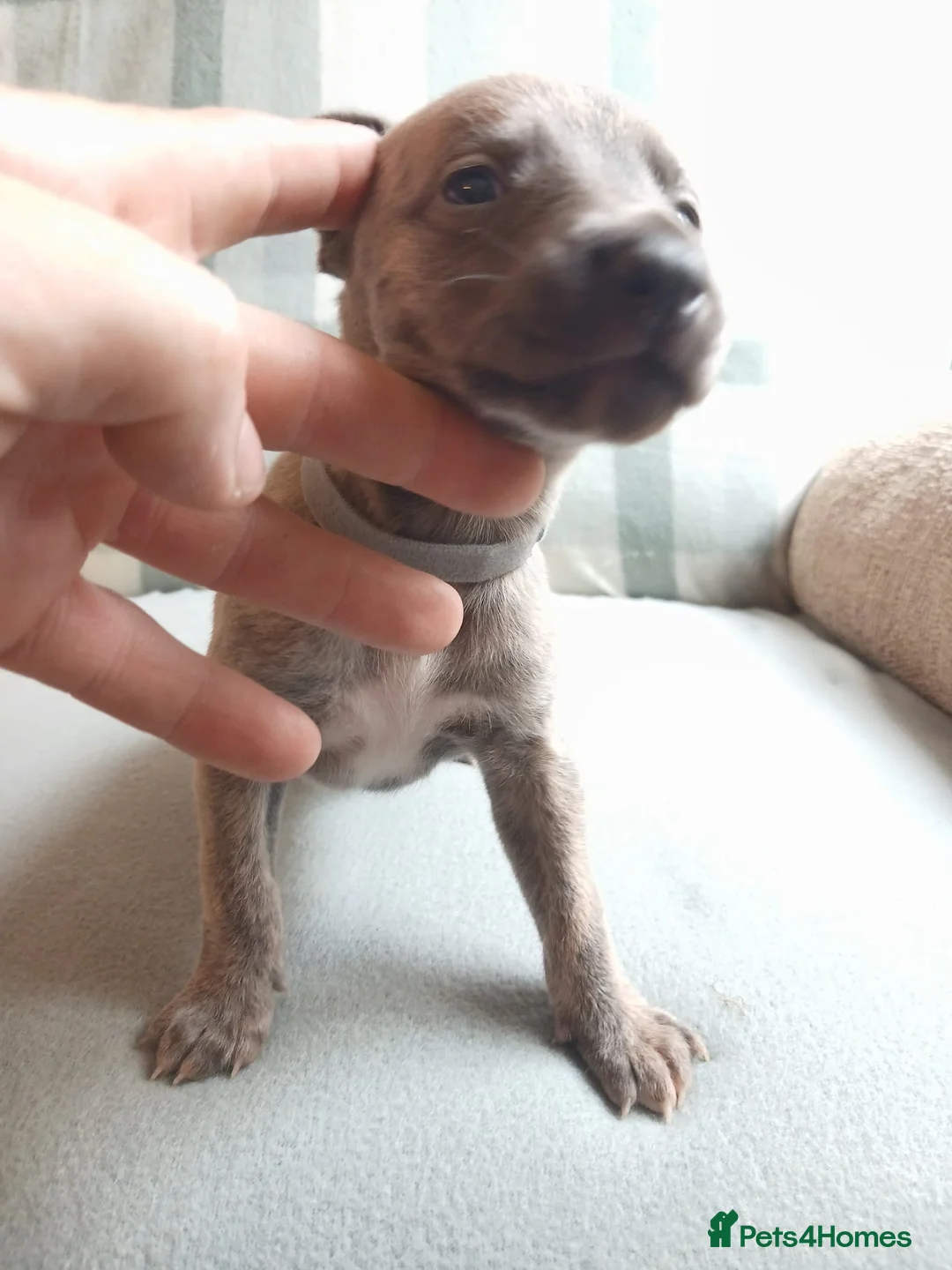 Whippet dogs for sale: Exceptional litter of KC whippets  in Shrewsbury - Advert 23