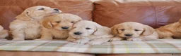 Mini Goldendoodle dogs for sale: Quality Health Tested F1 Miniature Goldendoodles  - Advert 12