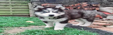 Pomsky Puppy 5
