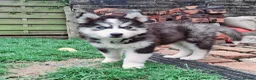 Pomsky dogs for sale: ❤️ G E O R G E O U S POMSKY PUPPIES READY TODAY ❤️ - Advert 31