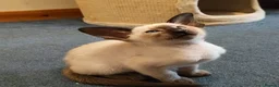 Siamese cats for sale: Seal Point Siamese Boy - Advert 3