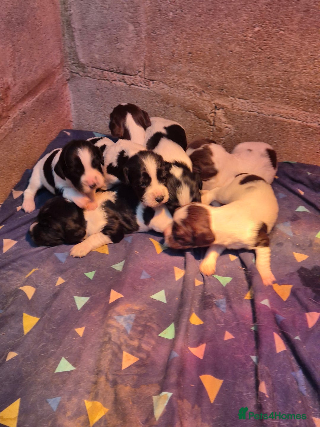 English Springer Spaniel dogs for sale: English Springer Spaniel Pups - Image 7