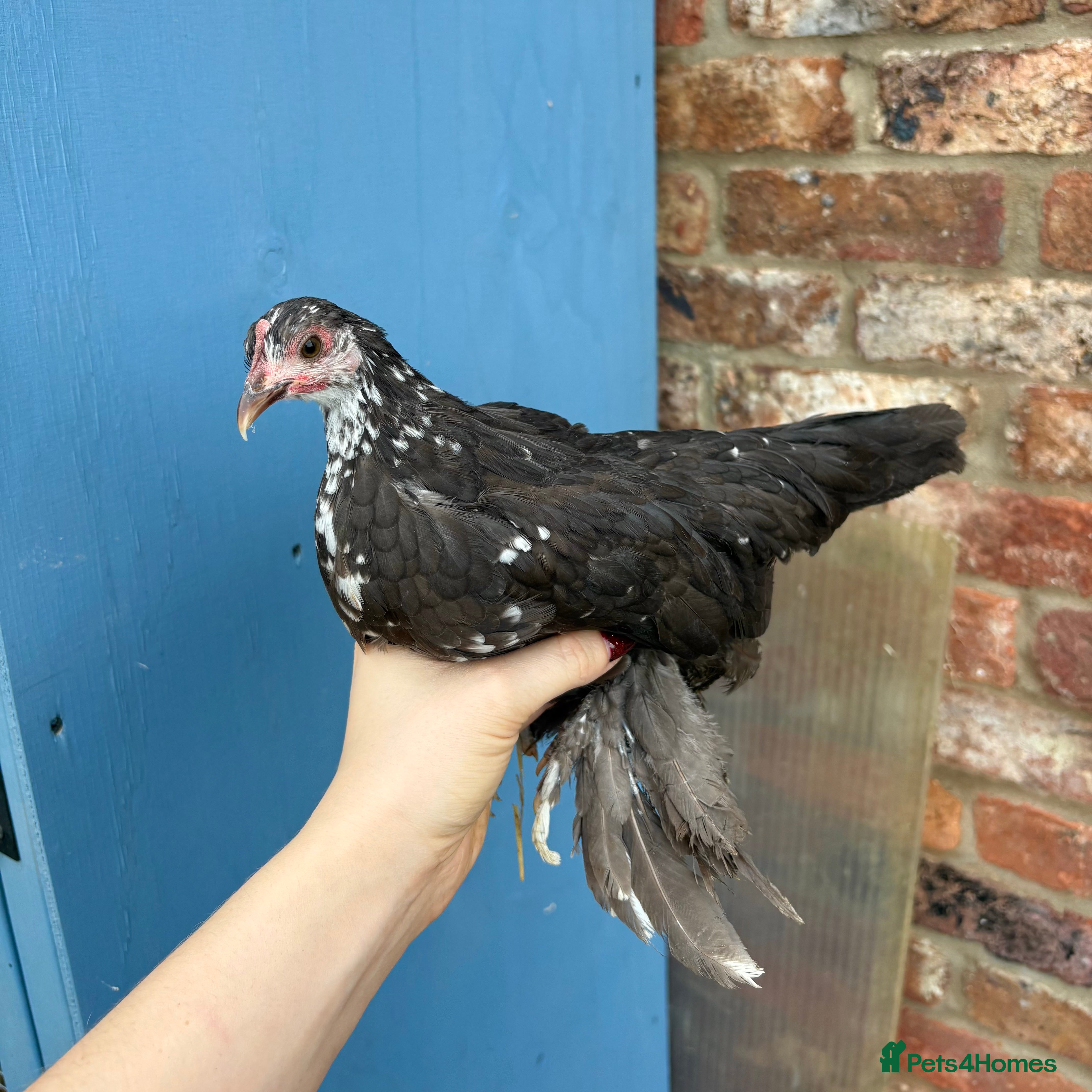 Chickens poultry Sablepoot Booted Bantam Pullets - Advert 3