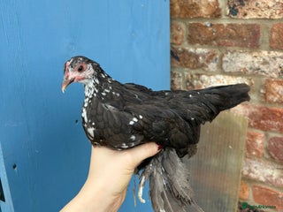 Chickens poultry - Advert 22