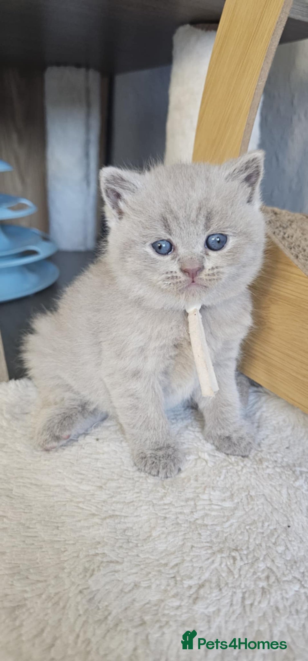 British Shorthair cats for sale: British Shorthair Kittens for Sale 🐾 - Advert 2