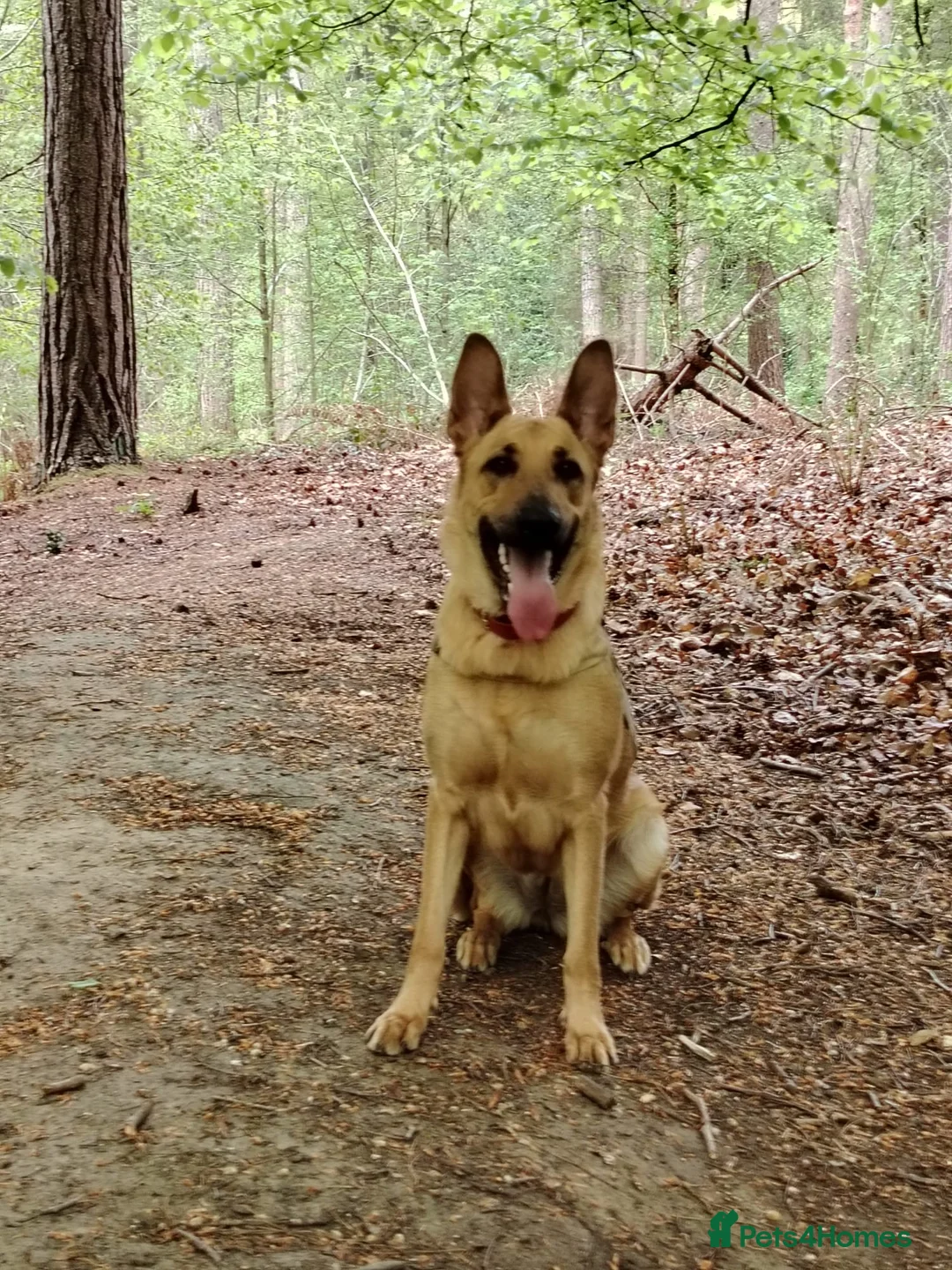 Mixed Breed dogs for sale: German Shepard cross looking for forever home  - Advert 2