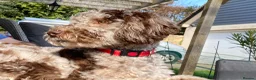 Mixed Breed dogs for stud: Loving, intelligent mini merle labradoodle stud in Sidmouth - Advert 1