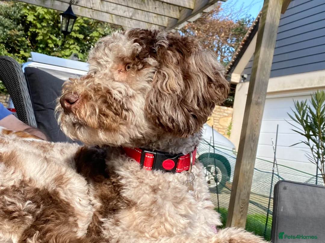 Mixed Breed dogs for stud: Loving, intelligent mini merle labradoodle stud in Sidmouth - Advert 1