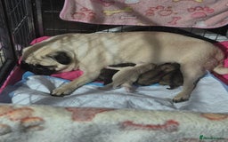 Pug dogs for sale: Pug puppys  - Image 6