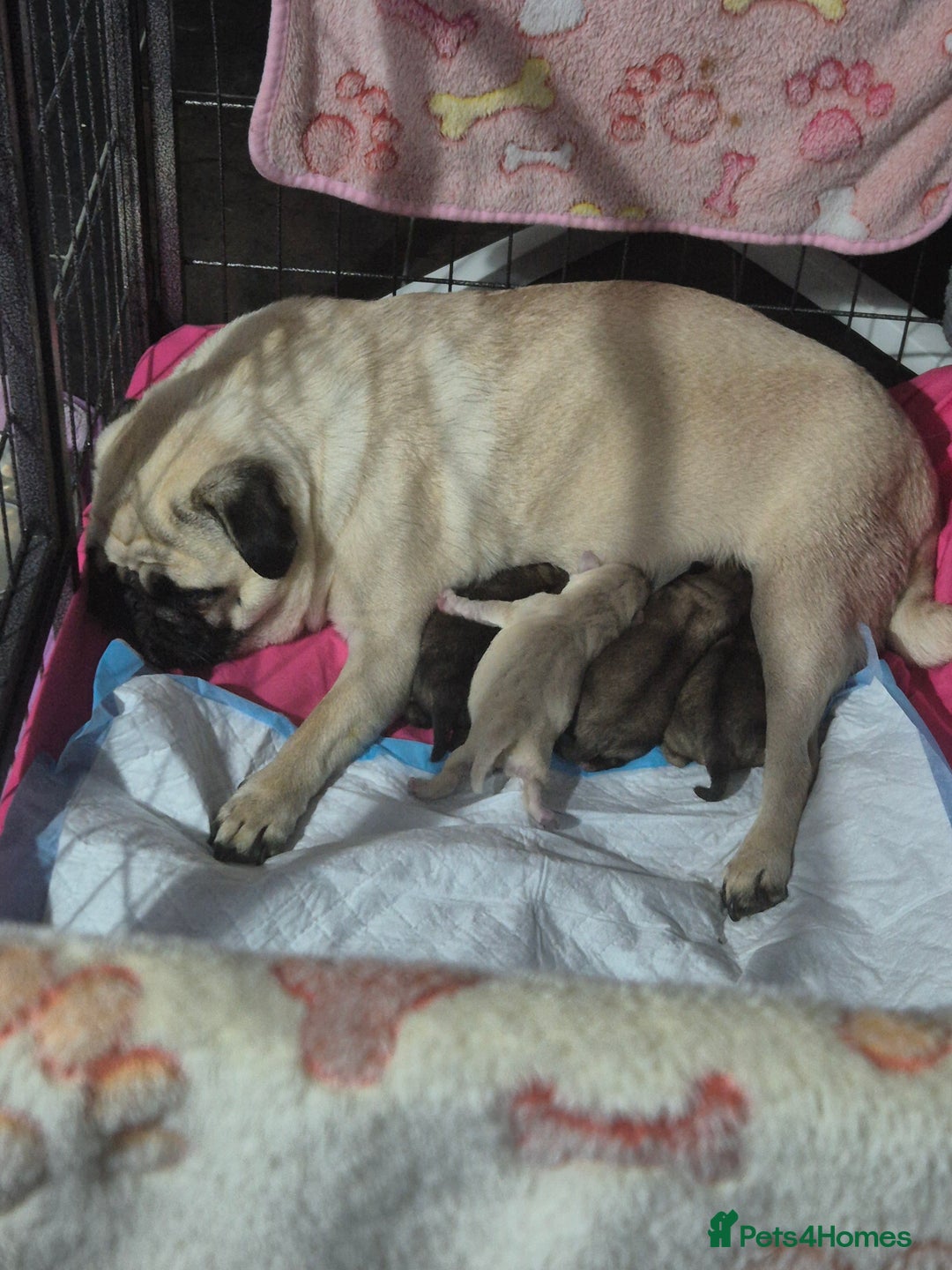 Pug dogs for sale: Pug puppys  - Image 6