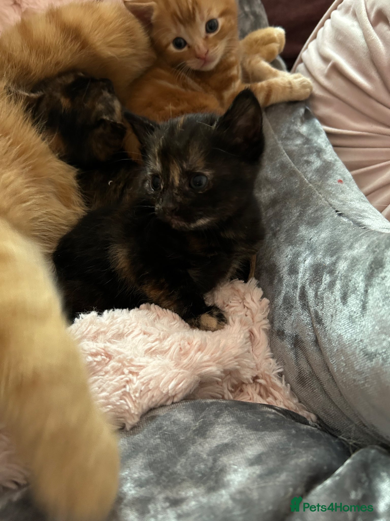 Mixed Breed cats 1 beautiful tortie girl left  - Advert 11