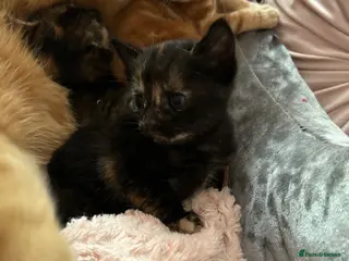 Mixed Breed cats 1 beautiful tortie girl left - Advert 11