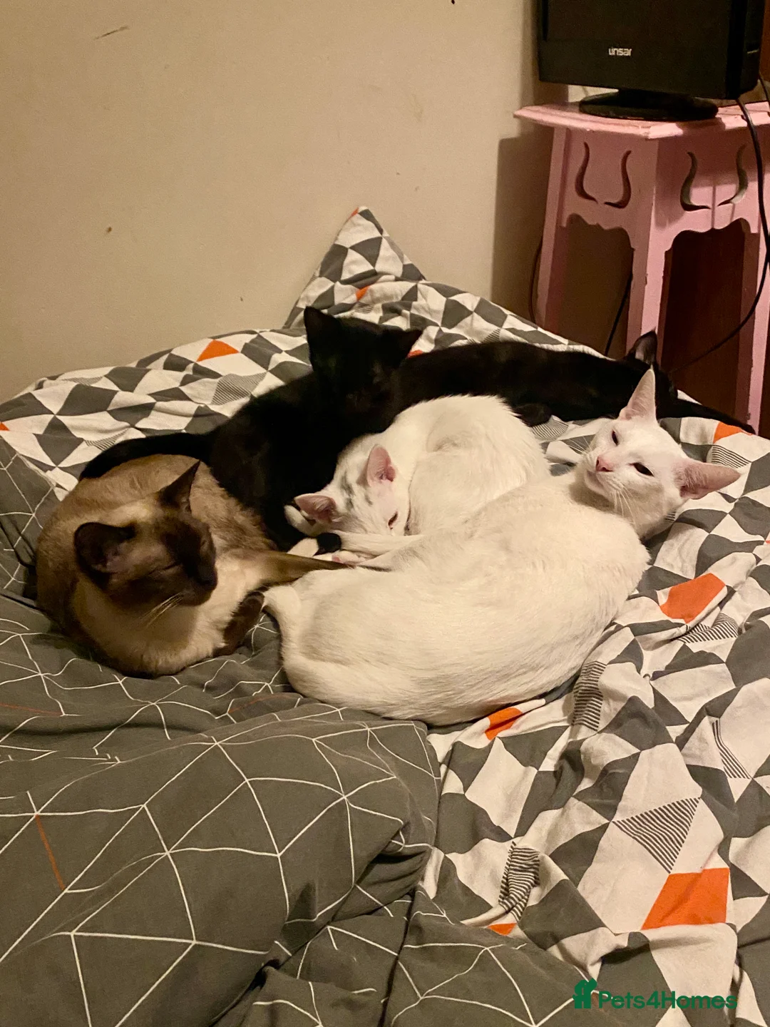 Siamese cats for sale: Affectionate Siamese Type Kittens Indoor Raised - Advert 15
