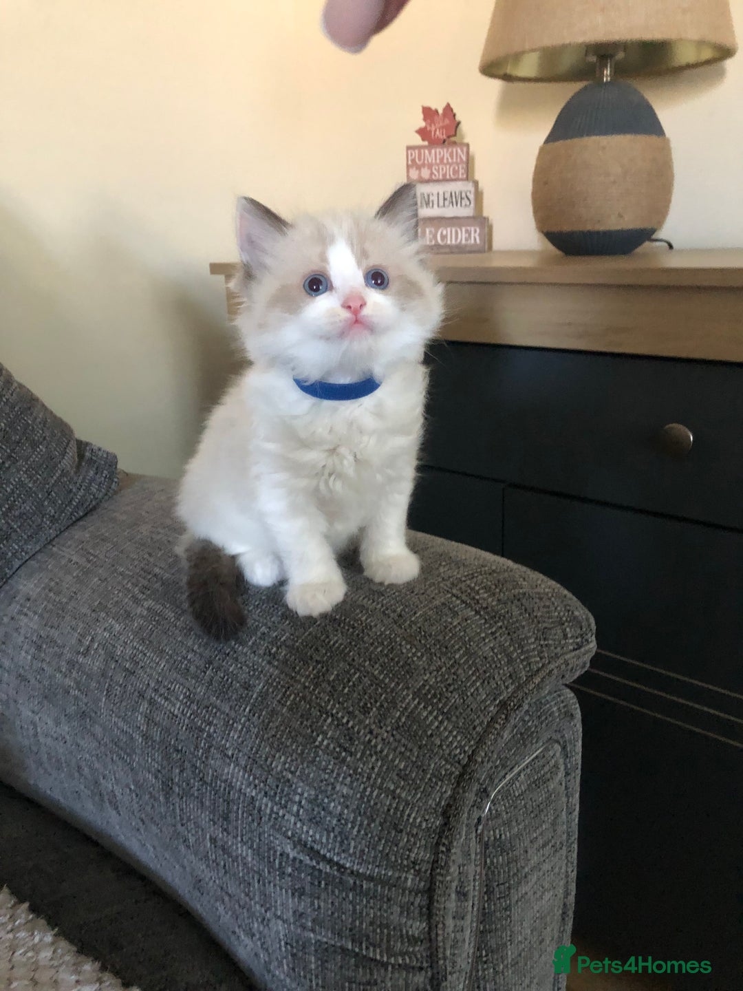 Ragdoll cats for sale: Beautiful Ragdoll kitties - Advert 4