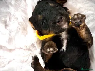 Bernedoodle dogs FI health tested Bernedoodles - Advert 13