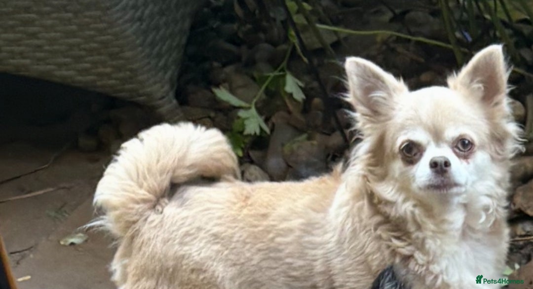 Chihuahua dogs for sale: Loyal and loving Chihuahua's for sale  - Image 8