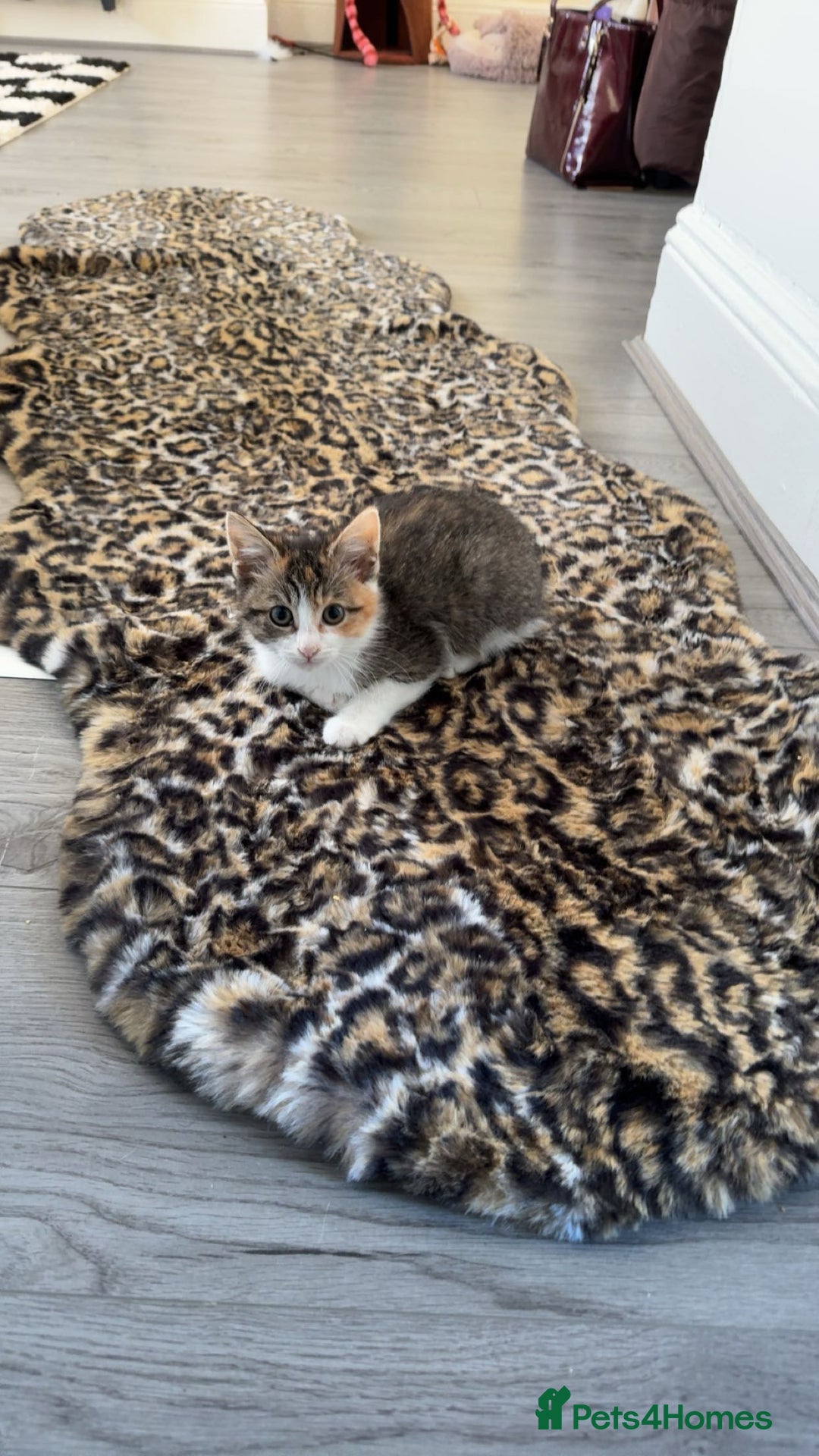 Domestic Shorthair cats for sale: Tabby kitten  - Advert 2