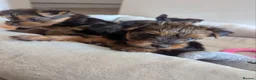 Yorkshire Terrier dogs for sale: Yorkshire Terrier puppies  in Chepstow - Advert 3