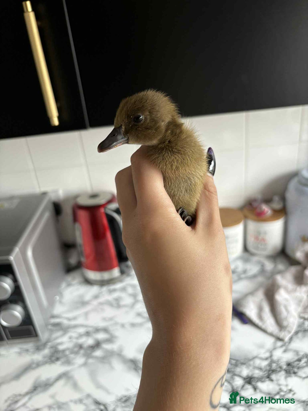 Ducks poultry for sale: Ducklings for sale - Image 2