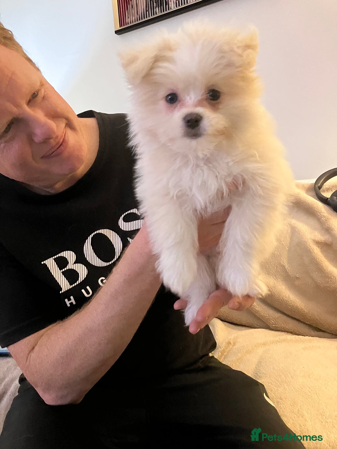 Mixed Breed dogs for sale: Malti-Pom Puppies - £1200 - 3 Left - Advert 18