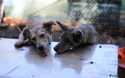 Mixed Breed dogs for adoption: 💙🐶 NICK AND MAILY 🐶💖 - Image 18