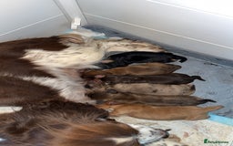 Cocker Spaniel dogs for sale: Amazing litter of 7 cocker spaniels  - Image 1
