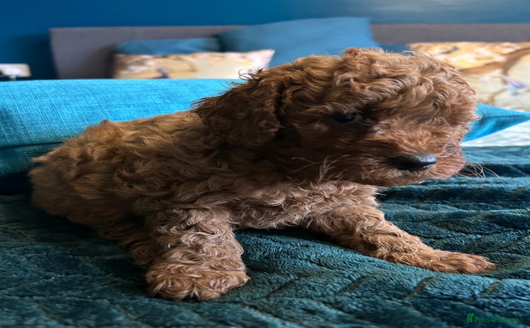 Cockapoo dogs - Advert 14