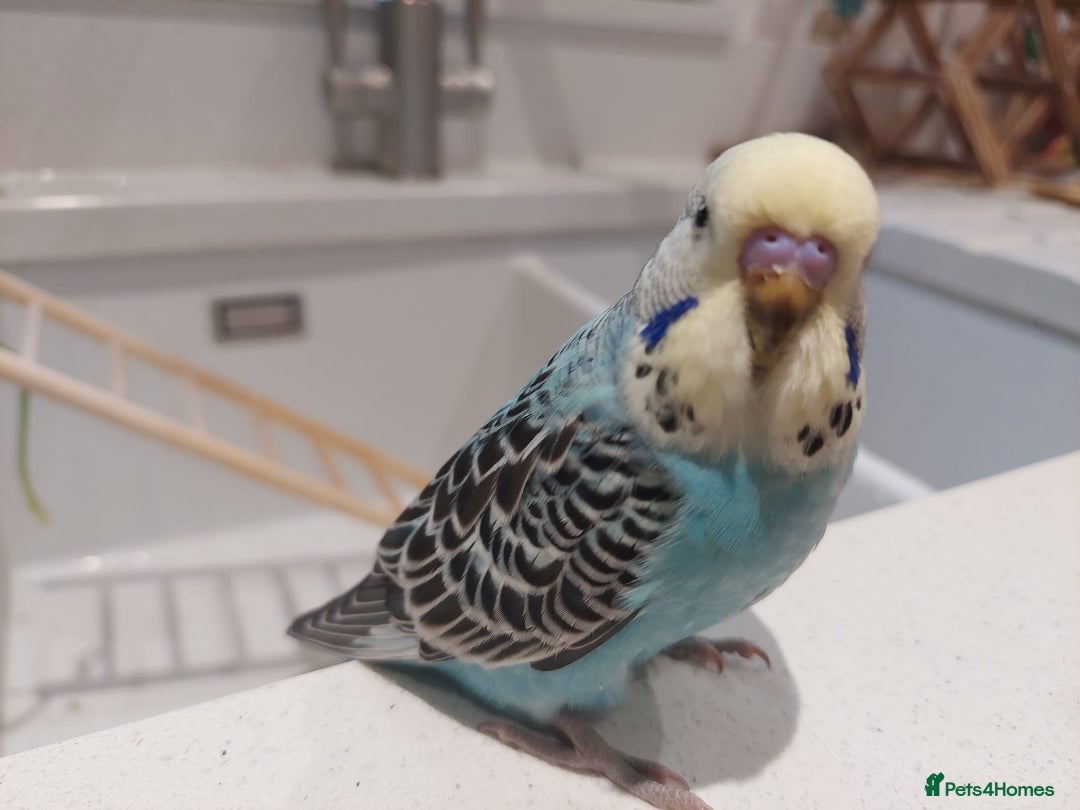 Budgerigars birds for sale: Tame Baby Budgies - Advert 13