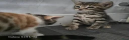 Mixed Breed cats for sale: Adorable Bengal x Shorthair Kittens  - Advert 13